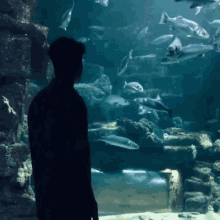 Silhouette Fish Tank GIF - Silhouette Fish Tank Fishes GIFs