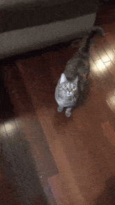 Sheba Cat GIF - Sheba Cat Meow GIFs
