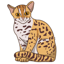 wild cat leopard cat
