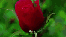 गुल गुलाब Rose Gul Gulab फूल GIF - गुल गुलाब Rose GIFs