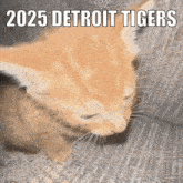 a kitten is sleeping on a couch with 2025 detroit tigers written on the bottom