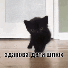 Cat Black GIF - Cat Black Like GIFs