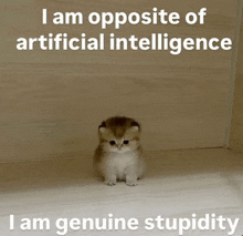 Kitty Cat Meme