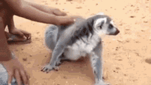 lemur scratch my back madagascar