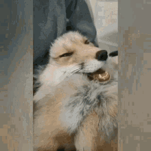 Fox Smug GIF