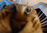 Vkusno Cat GIF - Vkusno Cat Eating GIFs