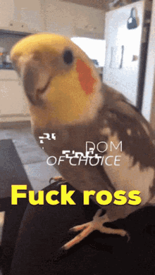 Bird Freedom Of Choice GIF - Bird Freedom Of Choice Fuck Ross GIFs