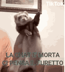 furetto ferret chat chat morta dead chat
