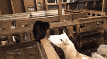 Sheep Cat GIF - Sheep Cat Revenge GIFs