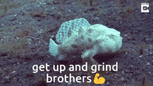 a picture of a fish with the words get up and grind brothers above it