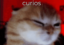 Curios Curious GIF - Curios Curious Cat GIFs