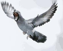 Pigeon Seal GIF - Pigeon Seal Bird GIFs