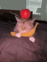 Cat With Apple And Banana Funny Cat GIF - Cat With Apple And Banana Cat Funny Cat GIFs