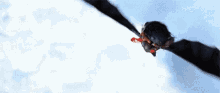 a close up of a bat flying in the air .