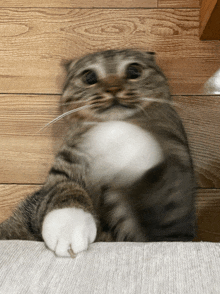 a close up of a cat 's paw on a blanket on a wooden floor