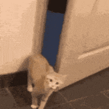 a cat is standing in front of a door looking out .