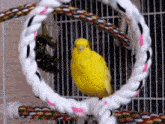 Beapercolator Canaryprincess GIF - Beapercolator Canaryprincess Canary Chirp GIFs