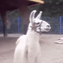 a close up of a white llama with a bridle on its neck