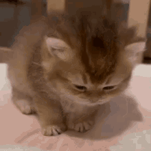 Eepy Sleepy GIF - Eepy Sleepy Kitten GIFs