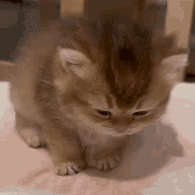 eepy-sleepy.gif