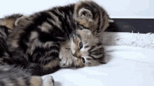 Kisses Kittens GIF - Kisses Kittens Cat GIFs