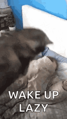 Wake Up Dog GIF - Wake Up Dog Doggy GIFs
