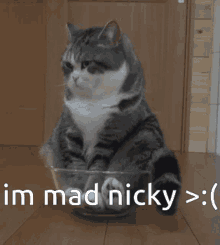 Im Mad Nicky Im Mad Nicky Cat GIF - Im Mad Nicky Im Mad Nicky Cat GIFs