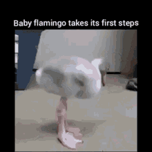 Awww Baby GIF - Awww Baby Flamingo GIFs