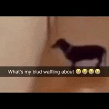 a dog is standing next to a wall with a caption that says `` what 's my blud waffling about . ''