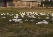 Look At All Those Chickens 🐔 GIF - Chickens Geese Bruh GIFs