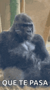 ape gorilla monke stare glass