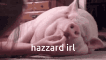 Hazzard Irl Pig GIF - Hazzard Irl Pig Cute GIFs