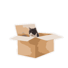 petsure cat cat in a box