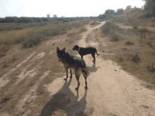 Dogs Lost GIF - Dogs Lost GIFs
