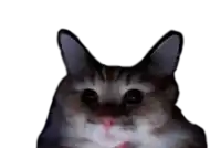 a close up of a cat looking at the camera with a white background