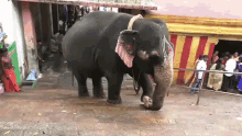 Senthil Elephant GIF - Senthil Elephant Elephantwalk GIFs