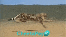 a cheetah is running in the desert with the word cheetapay in the corner