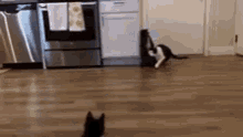 a black and white cat is standing on a wooden floor in a kitchen next to a stove .