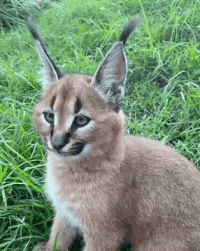 Sweet Funny Wild Cat Youre So Cute GIF - Sweet Funny Wild Cat ...