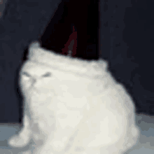 Cat Hat GIF - Cat Hat Cathat GIFs