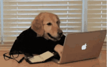 Dog Funny GIF - Dog Funny Laptop GIFs