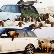 Sheep Lamb GIF - Sheep Lamb Range Rover GIFs