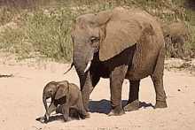 Elephant Baby GIF - Elephant Baby Cute Baby GIFs