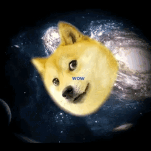 Doge Shiba GIF - Doge Shiba Universe GIFs