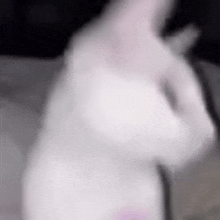 Cat Dance Chipi Chapa Bop GIF - Cat Dance Chipi Chapa Bop GIFs