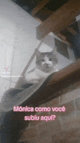 Gatos Mônica E Quitana GIF