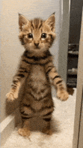 Cat Dance Cat Dancing GIF