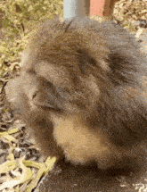 a close up of a monkey sitting on the ground