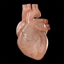 Beating Heart Veritasium GIF - Beating Heart Veritasium Heartbeat GIFs