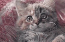 Cute Cute Cat GIF - Cute Cute Cat Kitten GIFs